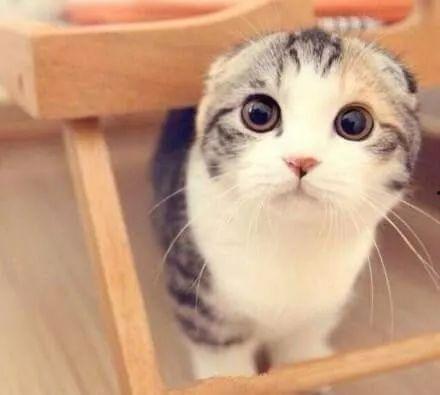 娱乐吃瓜君折耳猫七七,折耳猫的娱乐传奇  第3张