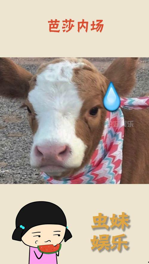 娱乐吃瓜酱本鼠,揭秘娱乐圈那些不为人知的幕后故事  第1张